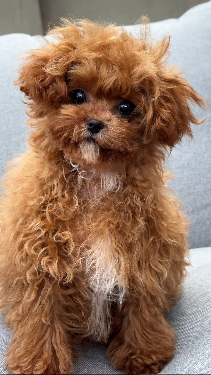 Puppy 12